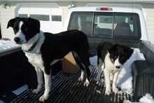 border collies